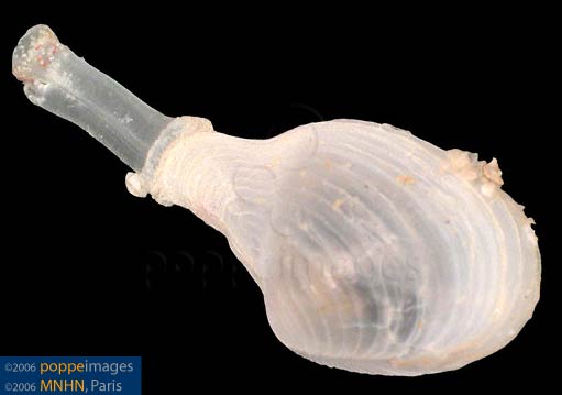 Представитель Семейства Cuspidariidae